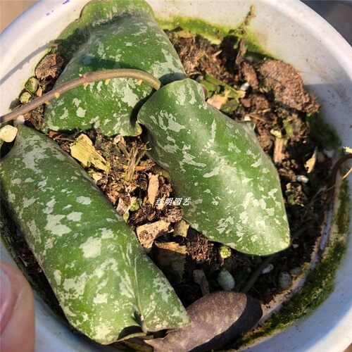 黄花龟壳球兰观叶花卉绿植