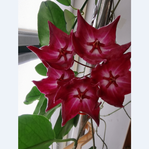 麦基理斐球兰魔幻球兰大花紫花