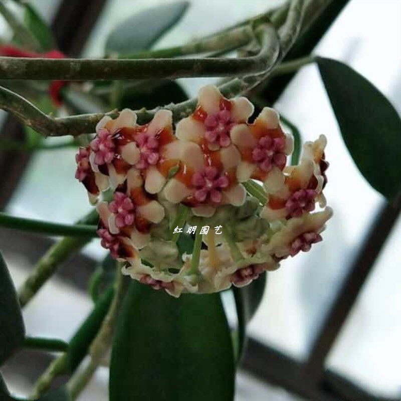 崖县球兰大苗hoya liangii tsiang 室内绿植阳台花卉垂吊植物园艺