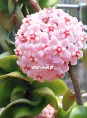 卷叶球兰  萝藦科 compacta 卷叶内锦球兰 带锦球兰 耐寒耐热好养