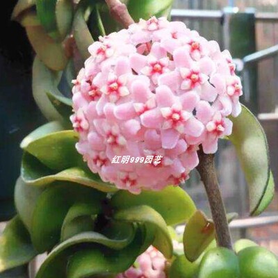 卷叶球兰卷叶内锦观叶观花