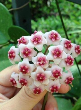 镜叶球兰 大盆苗室内盆栽花卉绿叶球兰耐寒易开花 Hoya obovata
