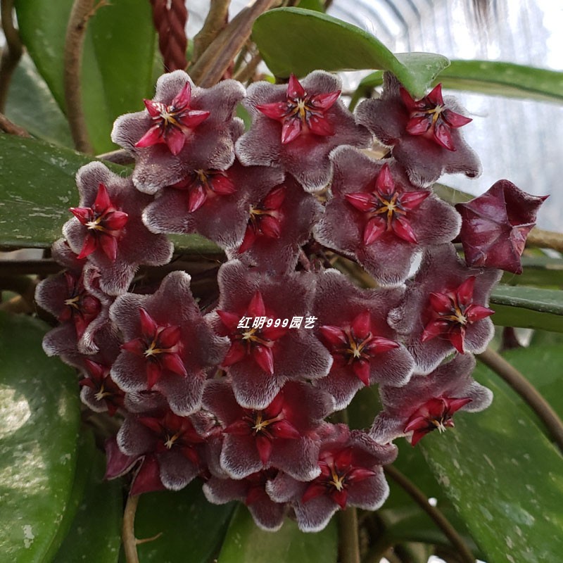 绿植带花球兰阳台品种垂吊植物