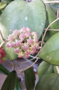 攀爬庭院大叶子 Blume 观叶 vitellina 蛋黄美人鱼球兰大苗hoya