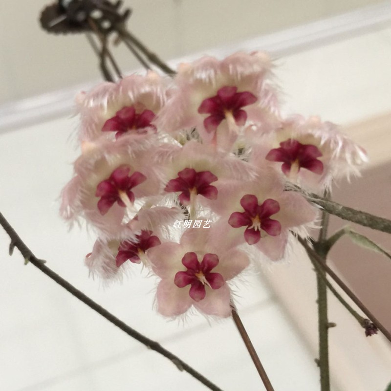 红花青铜器球兰室内阳台花卉垂吊植物攀爬 Hoya caudata ssp. red