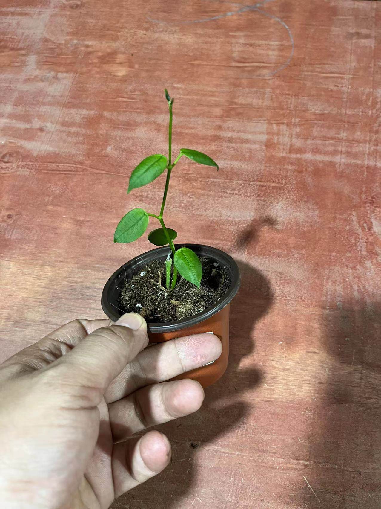 石生球兰 hoya lithophytica