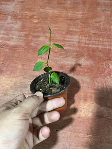 石生球兰观花观叶可爱小叶球兰