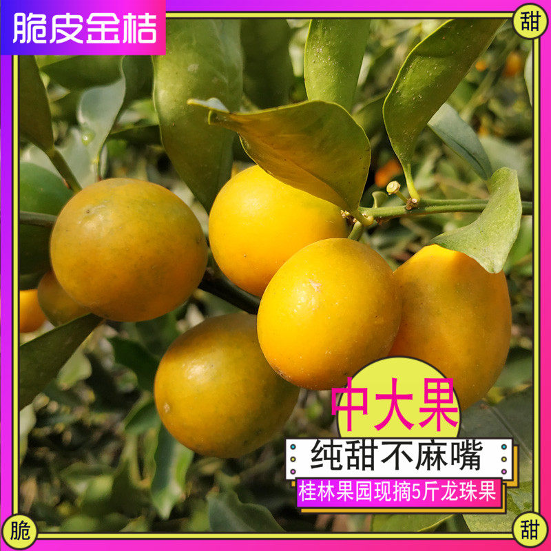 广西桂林脆皮金桔中大果新鲜水果滑皮5斤特产无核融安阳朔小青橘
