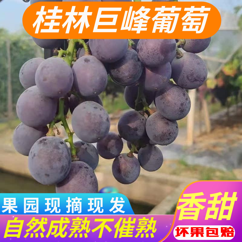葡萄自然成熟正宗桂林巨峰葡萄