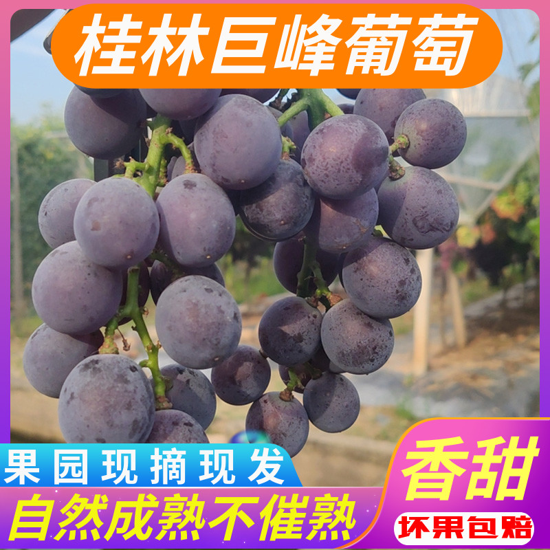 正宗广西桂林巨峰葡萄新鲜当季整箱孕妇水果黑色自然熟现摘现发