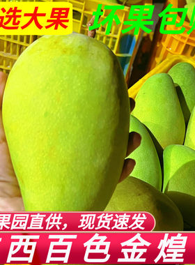 广西百色田东芒果金煌芒个大水果
