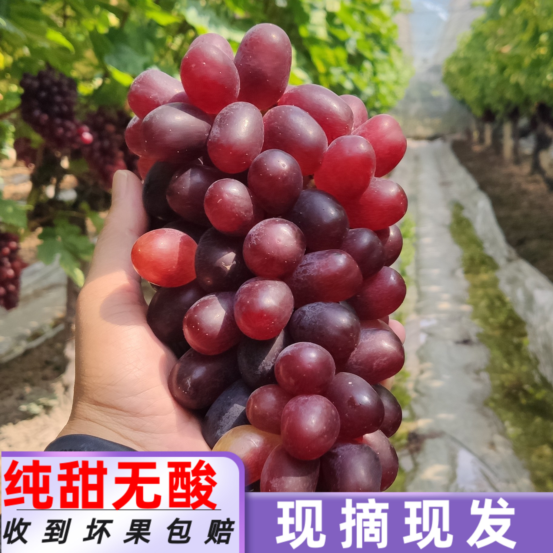 桂林新鲜提子纯甜无酸