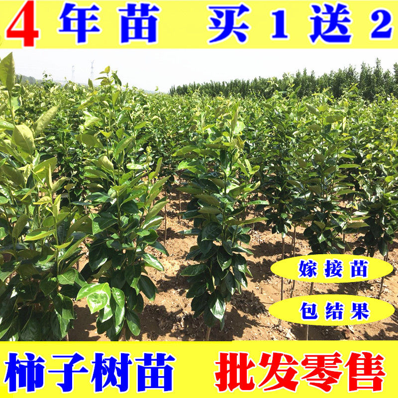 柿子木树苗价格 柿子木树苗图片 星期三