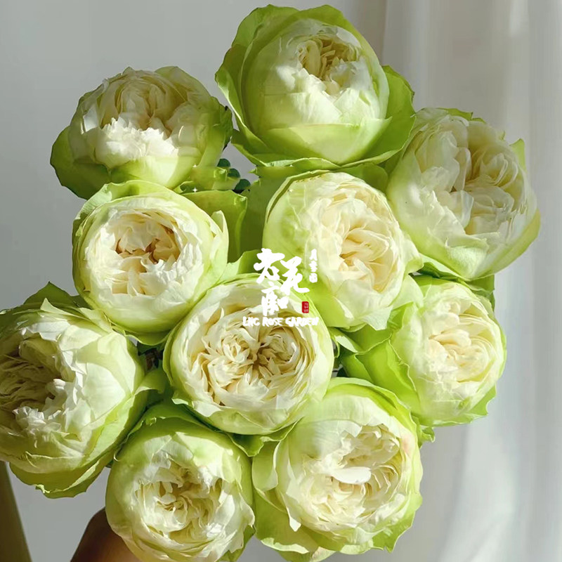 老花痴 夏雨荷  超新品切花月季花苗绿植花卉玫瑰阳台庭院盆栽地