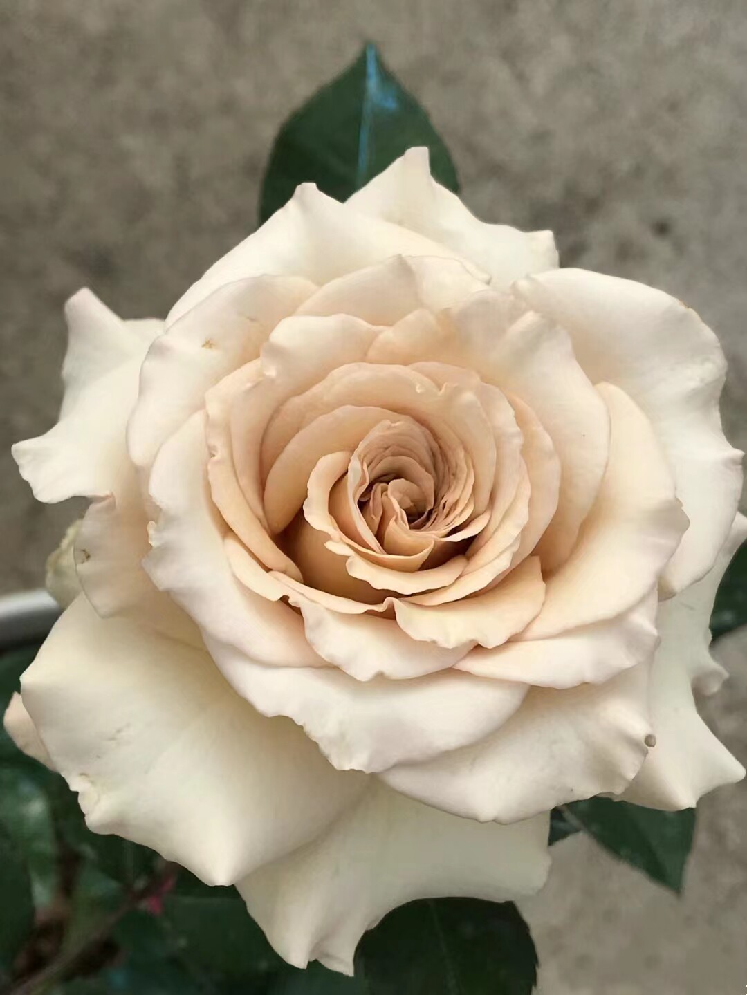 老花痴 第九天使 天使系列月季玫瑰绿植花卉盆栽阳台地栽花苗庭院