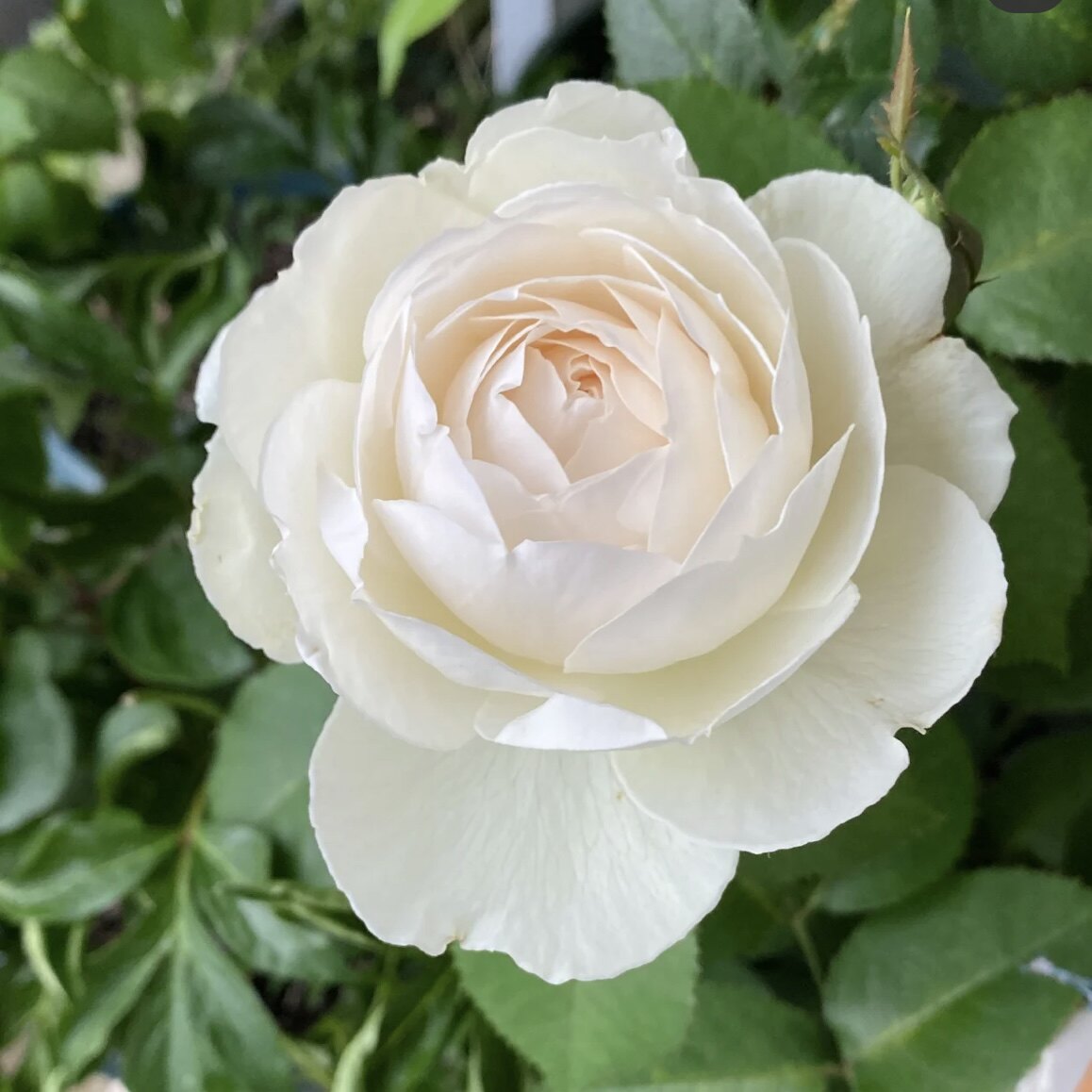 老花痴 天鹅古董 中苗白色浓香大花直立绿植勤花月季盆栽花卉地栽