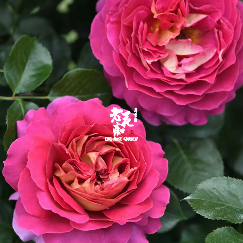 老花痴 巴黎精神 大花浓香月季玫瑰绿植花卉盆栽阳台地栽花苗庭院