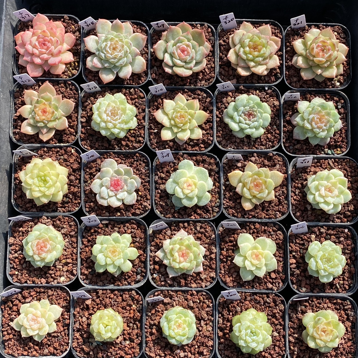 糖心多乙, - 伤感说说吧