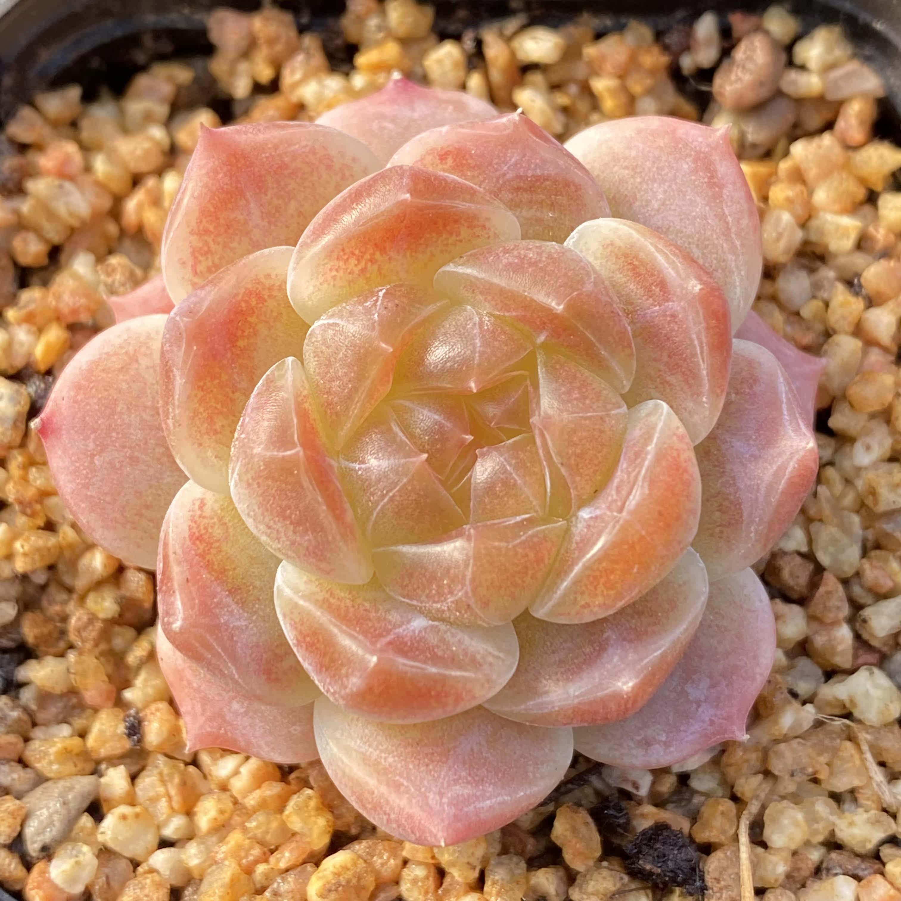 冰珀 多个体混拍 冰心暗纹 一物一拍 b155-b170港湾多肉园地