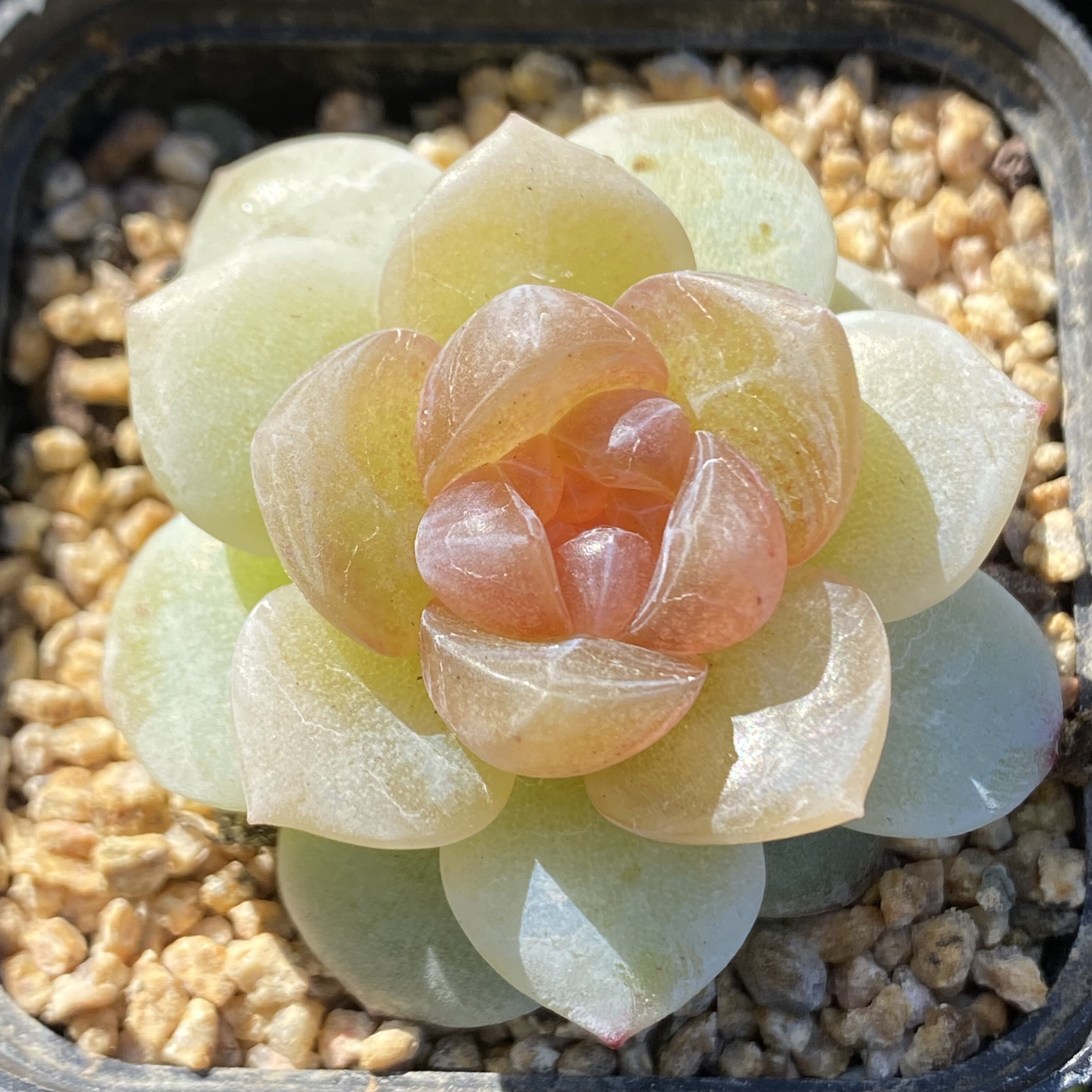 糖心珍妮混拍玉绵 云芝粉钻 云岚 e500-e515一物一拍港湾多肉园地