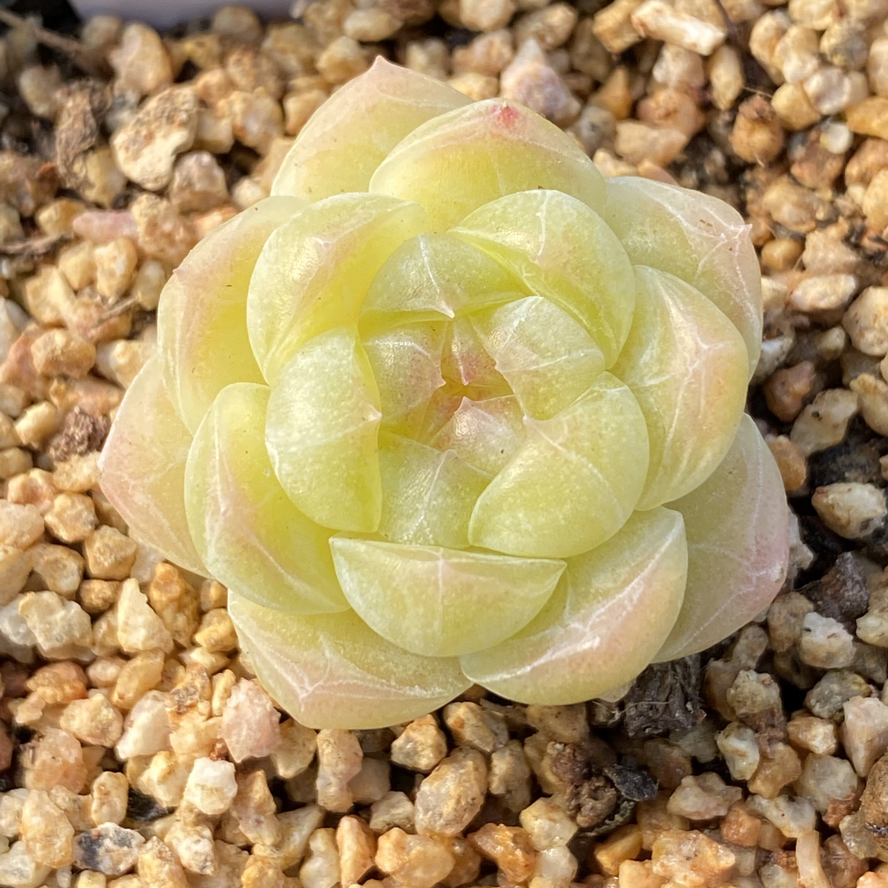 籽玉 冰心暗纹 多个体 一物一拍187-202 港湾多肉园地