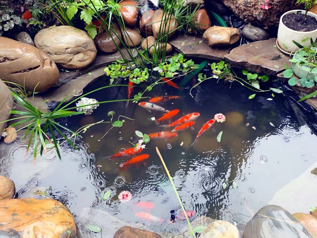 courtyard Pond waterproof Dedicated fish pond Impermeable membrane villa Landscape Waterproof membrane pool Yuchi Tarpsin the Agricultural Machinery/Farm tools/Plastic sheeting , Plastic sheeting/Tarpaulin/Network cover/Greenhouse , Agricultural film  category - from Buy2taobao.com to provide professional Taobao agent buy service