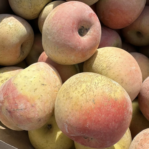 现摘大沙河红富士丑苹果野生原生态脆甜孕妇新鲜水果整箱10斤包邮