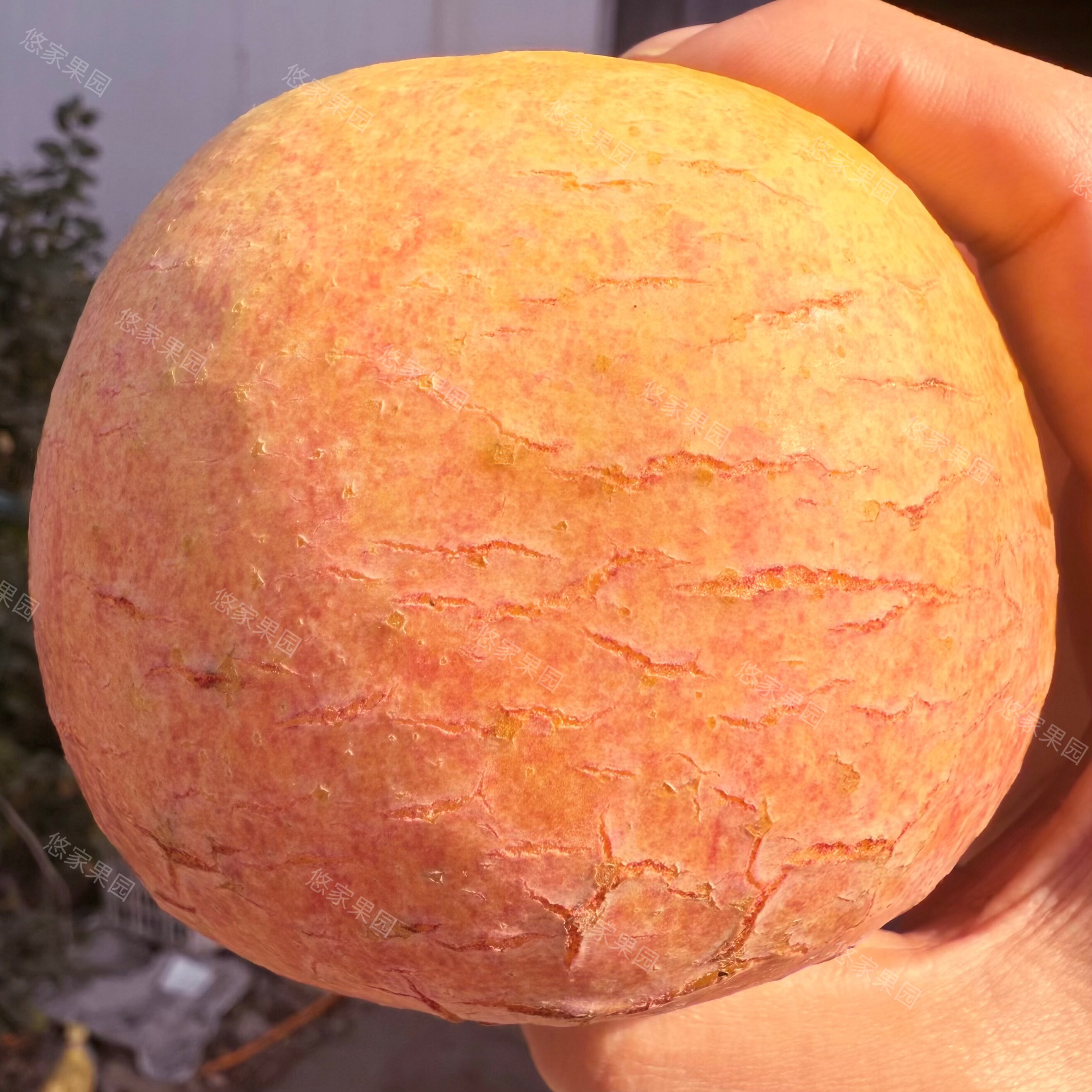 野生徐州丰县大沙河红富士苹果脆甜孕妇新鲜水果10斤冰糖心丑萍果