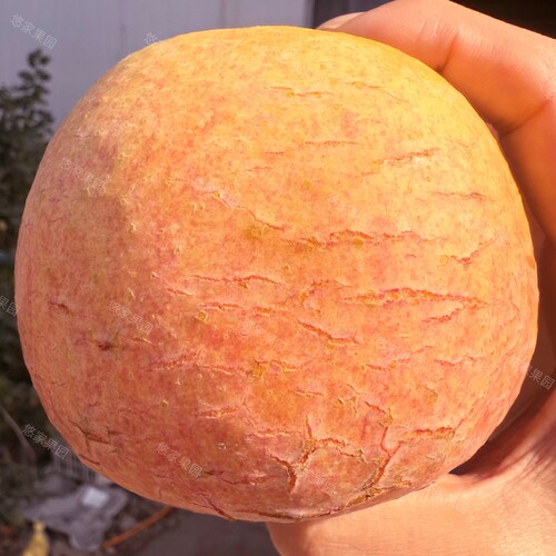 野生徐州丰县大沙河红富士苹果脆甜孕妇新鲜水果10斤冰糖心丑萍果