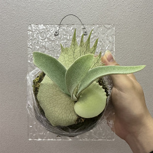 野银亚猴何其美细菌爪哇鹿角蕨挂板种植板亚克力材质鹿角蕨定植板