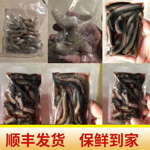 淡水河虾白虾饲料鱼龙鱼饲料冷冻鱼饲料鱼食冻泥鳅冻虾虾仁喂鱼