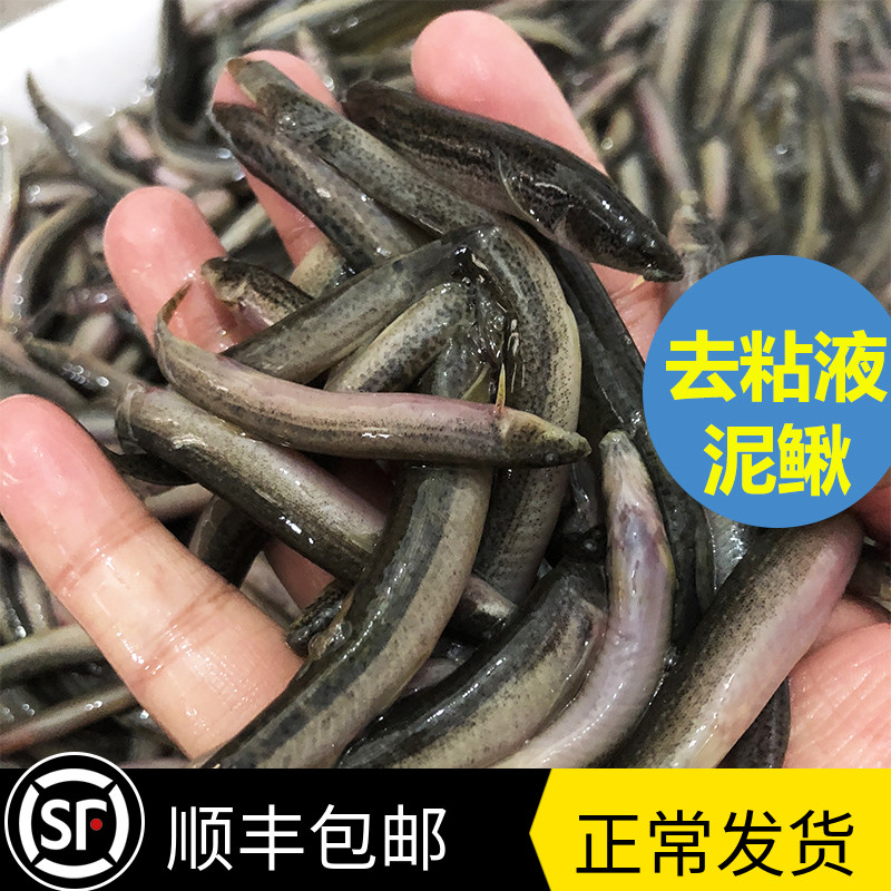 冷冻小泥鳅去黏液泥鳅段龙鱼魟鱼虎鱼饲料冻虾速冻淡水河虾鱼食