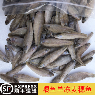 新鲜麦穗鱼冷冻饲料单冻龙鱼虎鱼鱼食冷冻虾冷冻沉底鱼虎鱼魟鱼