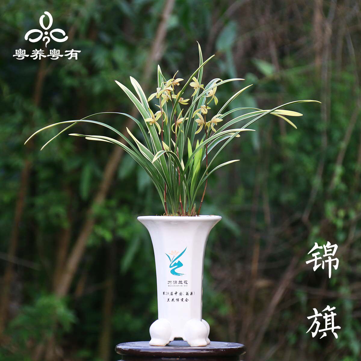 建兰小桃红锦旗系列兰花四季浓香翁源室内盆栽花卉品种大全老种