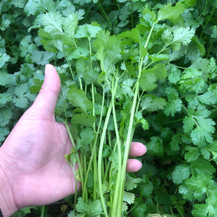 湖南农家新鲜香菜乡下本地时令季节蔬菜现摘现发