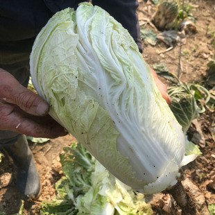 湖南农家新鲜包白菜乡下本地季节时令蔬菜现摘现发大白菜无公害