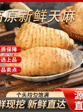 新鲜天麻现挖昭通小草坝正宗乌天麻云南正品煲汤仿野生种植包邮