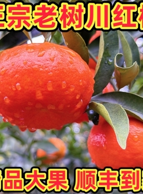 四川红橘大红袍橘子万州古红桔重庆桔子新鲜水果10斤陈皮柑橘川桔