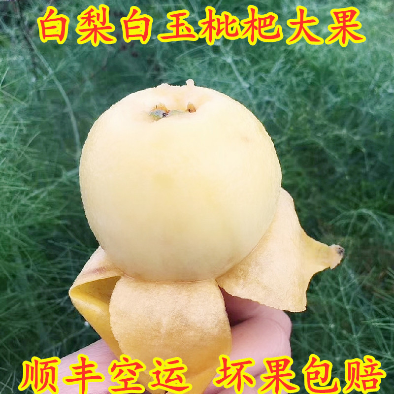 超甜重庆合川古楼白玉白沙枇杷巴阳广阳岛枇杷新鲜水果5斤琵琶果