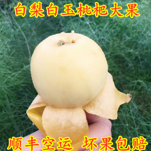 枇杷大五星合川古楼枇杷