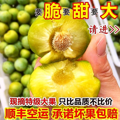 巫山脆李特大果青脆李新鲜现货