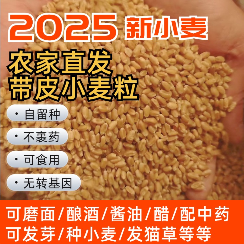 自己留种老麦子当季新粮