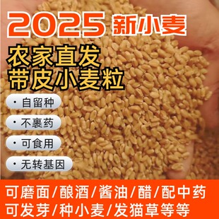 山东农家优质带皮冬小麦粒自留种可食用2025新货生麦5斤熬粥磨面