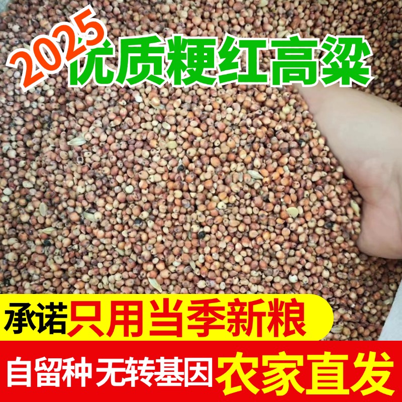 山东农家带皮新纯红高粱粒自留种可食用2024新货5斤酿酒磨面喂鸽