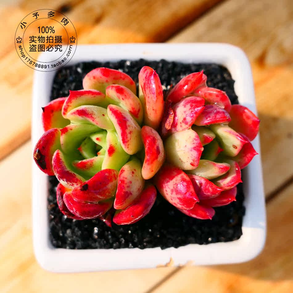 全状态血斑三文鱼 双头  多肉植物 迷你 小予多肉 满额包邮|msdalam kategori penghantaran bunga/bunga simulasi/tumbuhan berkebun, bunga/Tumbuh-tumbuhan tumbuh-tumbuhan pasu (baru), succulents - dari Buy2taobao.com untuk memberikan perkhidmatan ejen Taobao profesional membeli