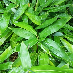 大叶竹子苗 阔叶箬竹盆栽庭院种植四季常绿 别墅小区观赏绿化用苗