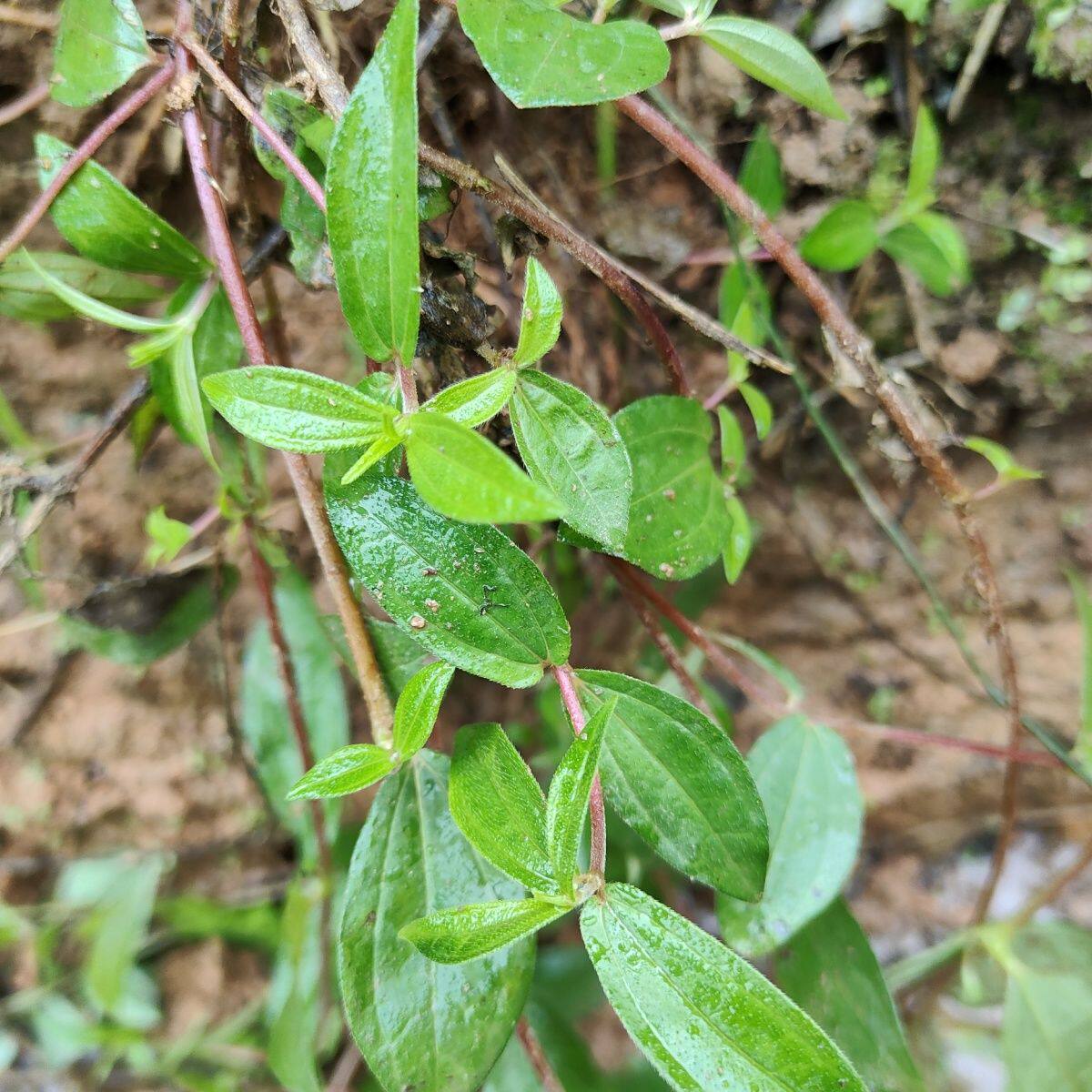 野生糯米草 生品糯米团草 糯米藤 非雾水葛 红石藤蔓苎麻带根全草