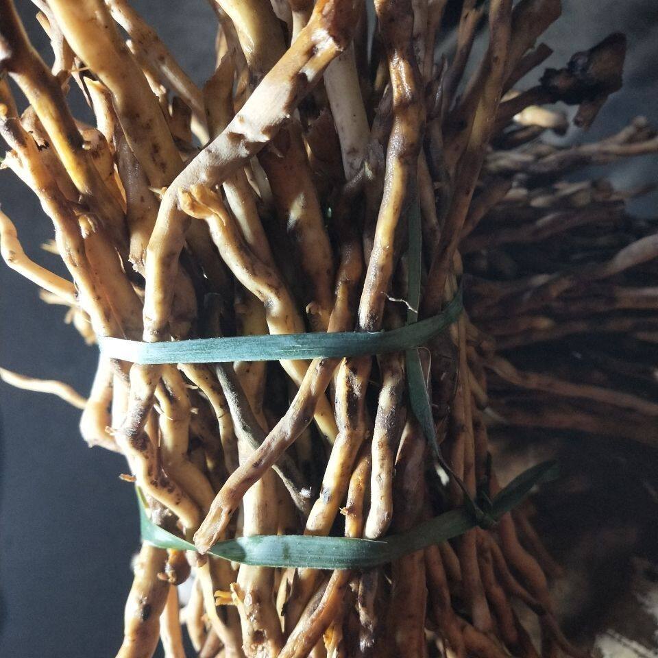 新鲜棕榈根 棕树根中药材500g包邮下单现挖二十四小时发货
