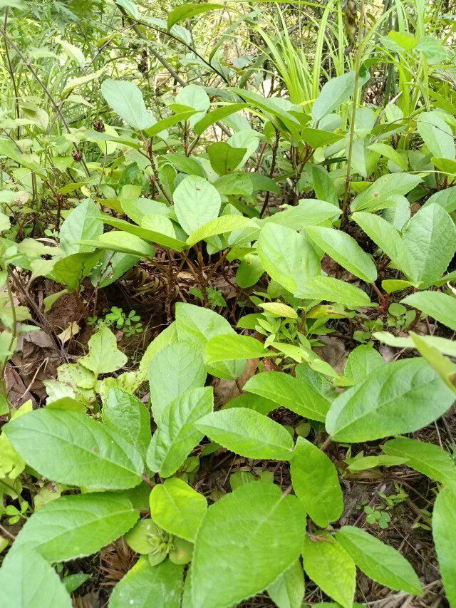 新鲜野地瓜藤四川香地瓜地枇杷藤