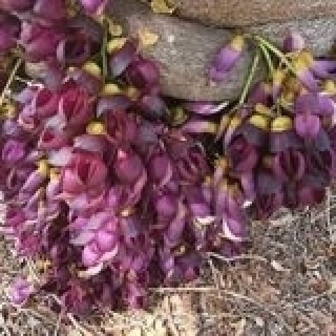 油麻藤攀爬植物庭院盆栽绿植花卉